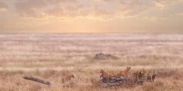 Climate Change Impact on Wildlife: 5-Year Projections - Cover Image