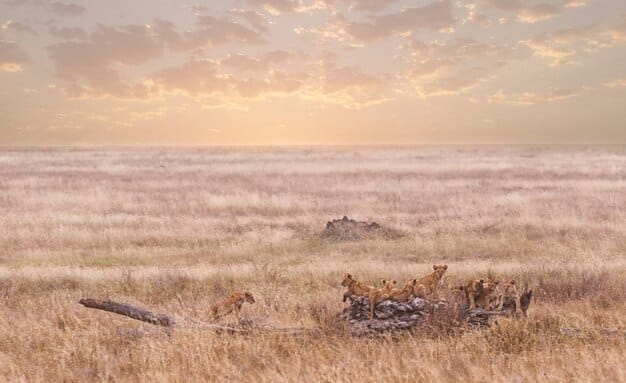 Climate Change Impact on Wildlife: 5-Year Projections
