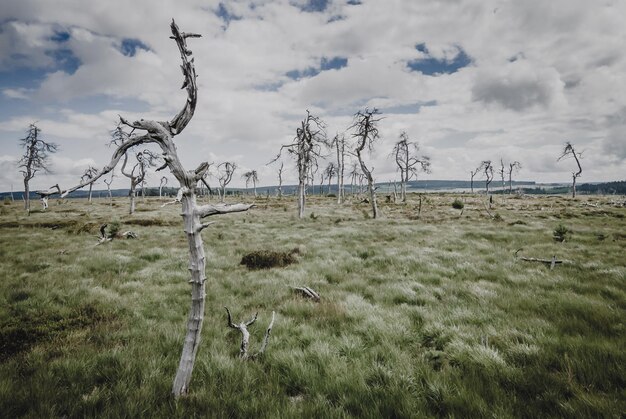 A desolate landscape where a once-lush forest used to be, now replaced by barren land and scattered remains of trees, illustrating the severe impacts of climate change on wildlife habitats.