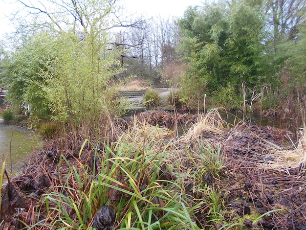A before-and-after photo demonstrating habitat restoration in a riparian zone, showing the area overgrown with invasive species initially and then thriving with native plants after restoration.