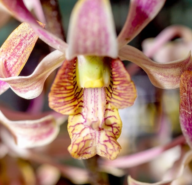 A detailed close-up photograph of a rare orchid species growing in a protected area within the Appalachian Mountains. The image shows the vibrant colors and intricate details of the flower, emphasizing the unique biodiversity that thrives in protected environments.