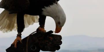 Ethical Wildlife Rehabilitation: Considerations for Release Programs - Cover Image