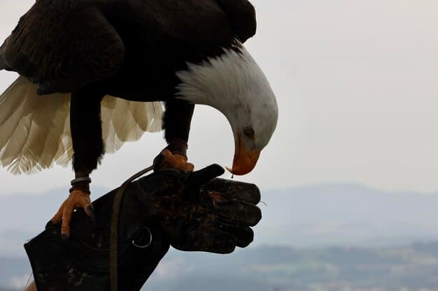 Ethical Wildlife Rehabilitation: Considerations for Release Programs