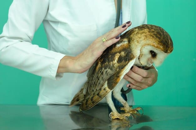 A veterinarian carefully examines an injured owl, highlighting the delicate balance between providing care and minimizing stress for wild animals.