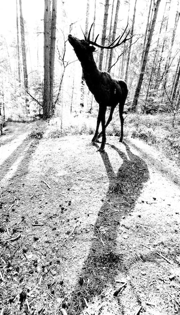 A rehabilitated deer cautiously steps back into the forest, illustrating the critical moment of release and the hope for successful reintegration into the wild.