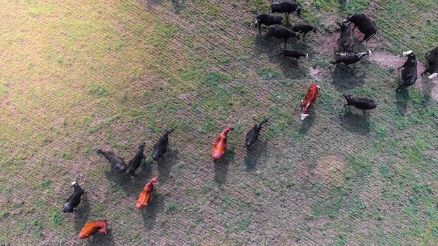 Unveiling the Economic Benefits of Wildlife Conservation
