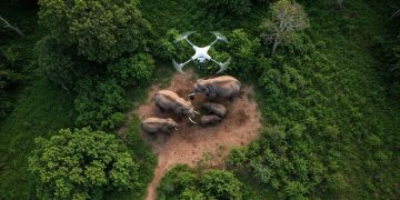 How Technology Enhances Wildlife Monitoring and Conservation - Cover Image