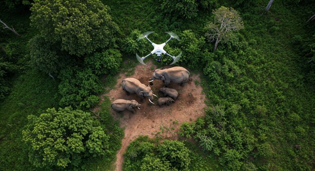 How Technology Enhances Wildlife Monitoring and Conservation
