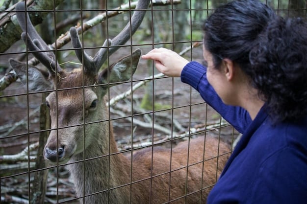 A researcher releasing a rehabilitated wild animal back into its natural habitat, with several camera traps visible in the background to monitor the animal's adaptation and behavior.