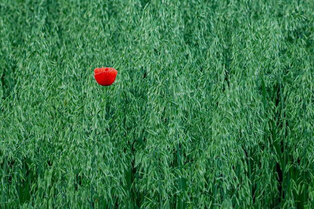 A close-up photograph of a small, isolated patch of forest surrounded by agricultural fields. The image should show the edge effects, with trees along the edge showing signs of stress and altered vegetation composition.