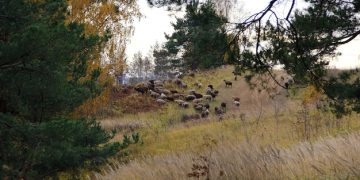 Responsible Wildlife Viewing & Photography: Best Practices - Cover Image
