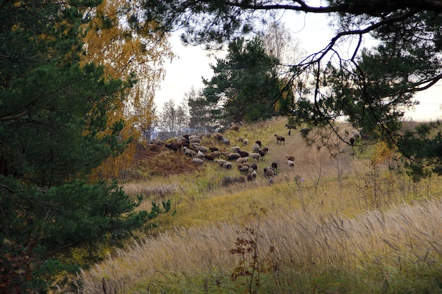 Responsible Wildlife Viewing & Photography: Best Practices