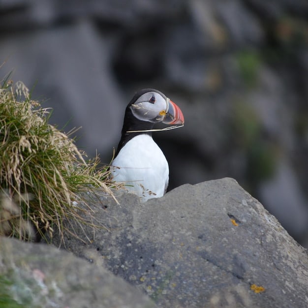 A close-up shot of a puffin on a rocky cliff, holding fish in its beak. The puffin appears alert but calm, surrounded by its natural habitat and nesting grounds.