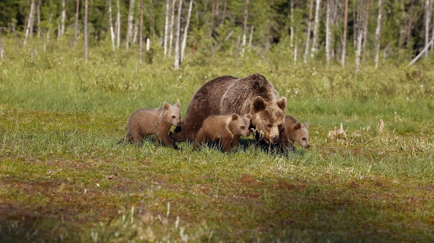 A family of grizzly bears walking along a riverbank, with the mother bear closely watching over her cubs. The scene is natural and undisturbed, with no signs of human presence.