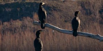 New Federal Regulations: Impacts on US Hunting, Fishing, and Wildlife - Cover Image