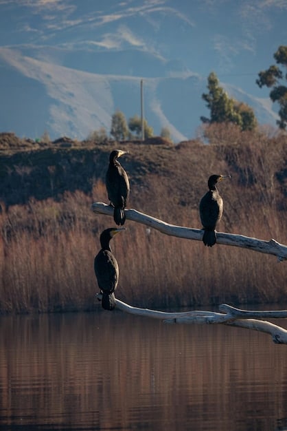New Federal Regulations: Impacts on US Hunting, Fishing, and Wildlife