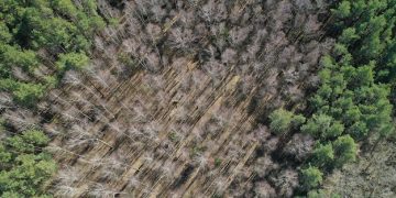 US Lumber Demand & Deforestation: 2025 Impact Analysis US Lumber Demand & Deforestation: 2025 Impact Analysis - Cover Image