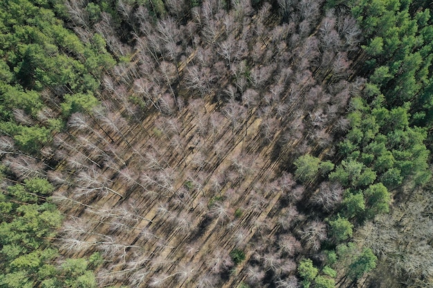 US Lumber Demand & Deforestation: 2025 Impact Analysis