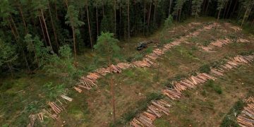 US Lumber Demand & Deforestation: 2025 Impacts Explored US Lumber Demand & Deforestation: 2025 Impacts Explored - Cover Image