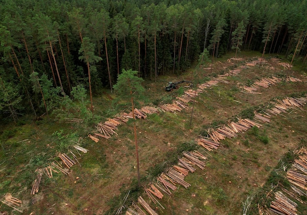 US Lumber Demand & Deforestation: 2025 Impacts Explored