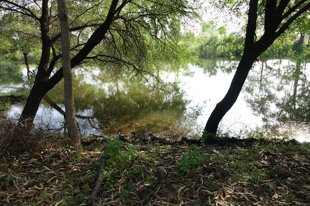 A restored riparian buffer zone with newly planted trees and lush vegetation alongside a clear flowing river, demonstrating successful mitigation efforts.