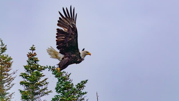 ESA Regulations 2025: Impact on Wildlife Conservation